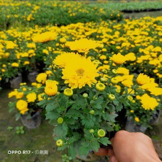 成都金丝皇菊花  金丝大皇菊