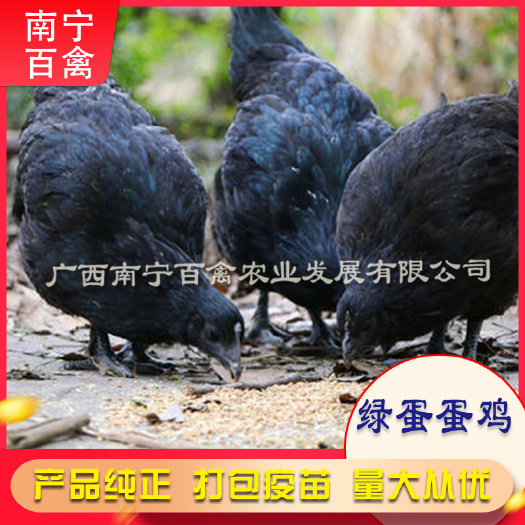 南宁蛋鸡苗  绿壳蛋鸡，苗场直供，包打疫苗，技术指导，代办托运