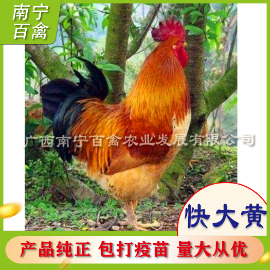 南宁快大黄鸡苗，中国十大名鸡，鸡苗纯正，好养，好吃，肉质嫩滑爽口