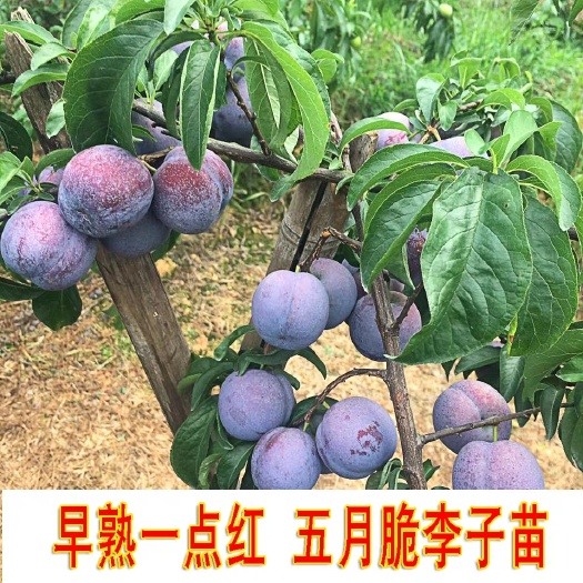 成都四川五月脆凤凰李早熟蜂糖冰糖李子枝条包邮