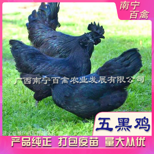 南宁五黑鸡苗  东兰黑凤鸡（五黑鸡），苗场直供，产品纯正，成活率