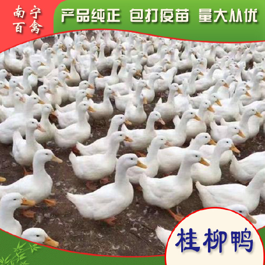 南宁桂柳白苗，樱桃谷鸭苗，苗场直供，打好疫苗，成活率社99％