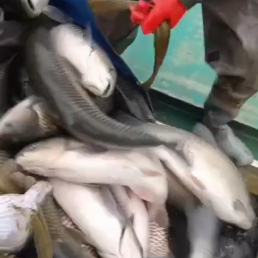 枣阳市 精品十斤起大草鱼
