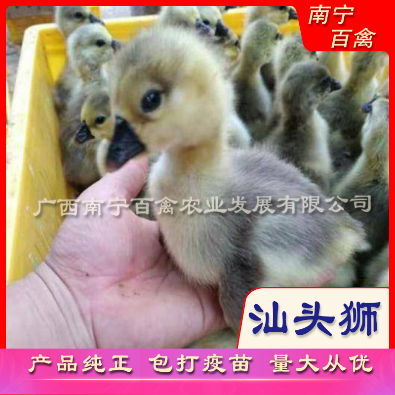精选汕头狮头鹅苗，孵房直接打好小鹅瘟，痛风疫苗，