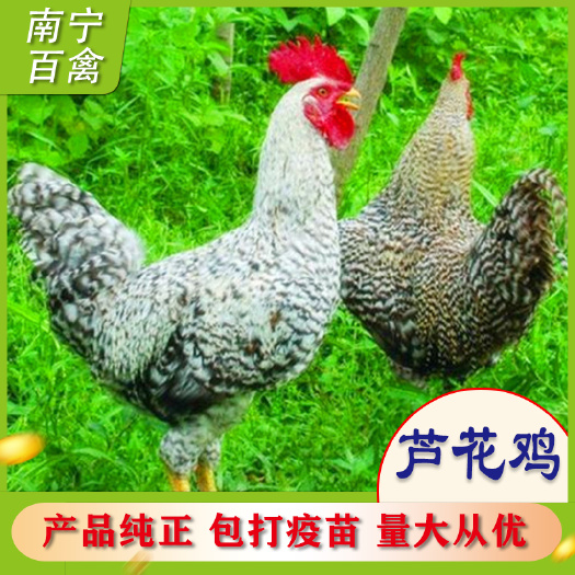 南宁芦花鸡苗，好养，好看，好吃，适宜居家养殖，养殖场习群养殖