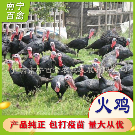 南宁火鸡苗  贝蒂娜，青铜，尼古拉，特禽精品，苗场直供