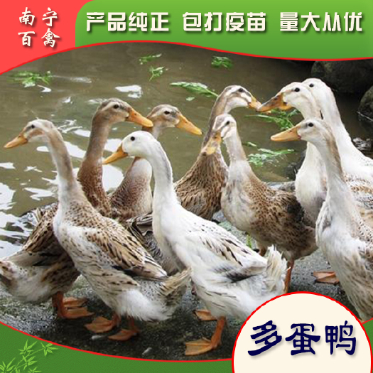 南宁蛋鸭苗，年产蛋160只以上。，打好疫苗。成活率98％，