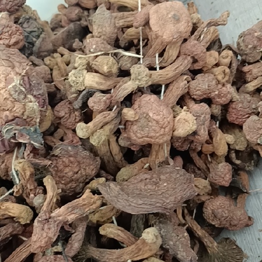 沈阳蘑菇 野生红蘑
