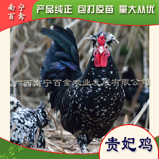 南宁贵妃鸡苗  苗场直供，包打疫苗，养殖技术指导，代为托运