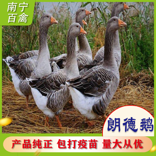 南宁朗德鹅苗  郎德鹅苗，孵房直供，出壳打好小鹅瘟，痛凤疫苗，代