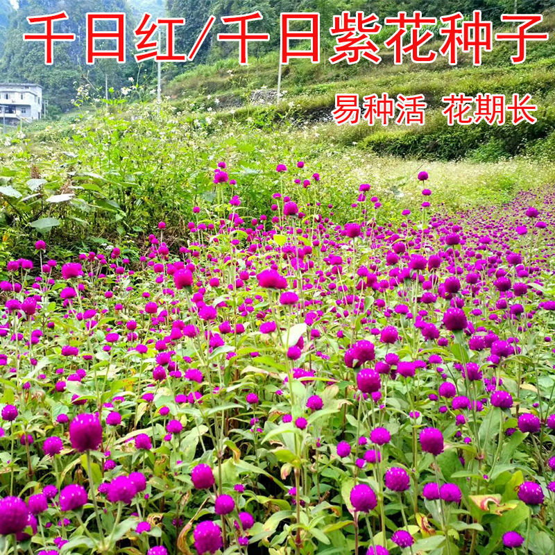 沭阳县 千日红种子，千日紫百日红火球庭院四季花卉种子盆栽室外易活花籽