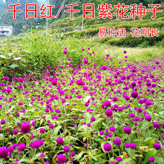  千日红种子，千日紫百日红火球庭院四季花卉种子盆栽室外易活花籽