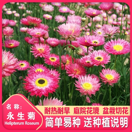 沭阳县 永生菊种子松叶菊种孑春季秋季四季易种花卉园林绿化工程花草种籽