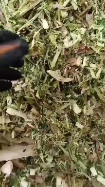 临洮县 玉米秸秆青贮饲料