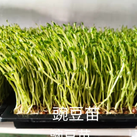 乳山市 豌豆苗