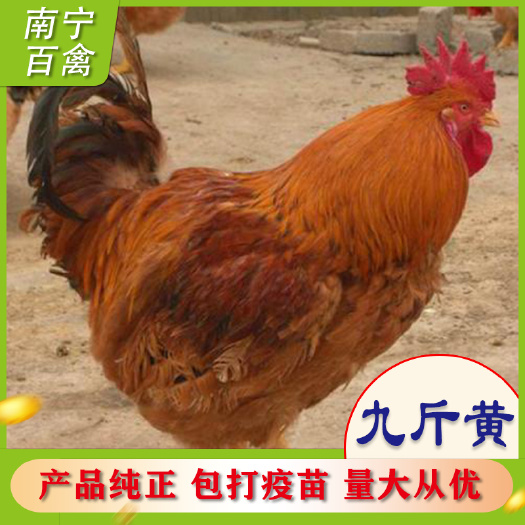 南宁苗场精品，九斤黄鸡苗，养殖技术指导，成活率98