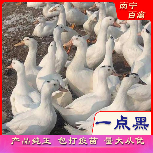 南宁半番鸭苗  一点黑鸭苗［M18］，产品纯正，打好疫苗，成活率