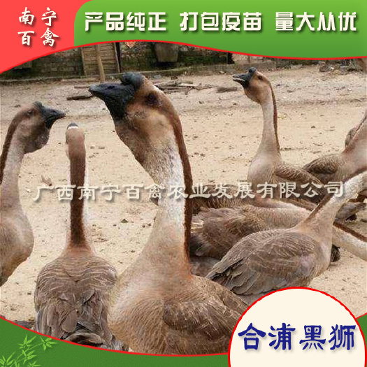 南宁狮头鹅苗  正品合浦黑（黑脚狮）打好小鹅瘟，痛风疫苗