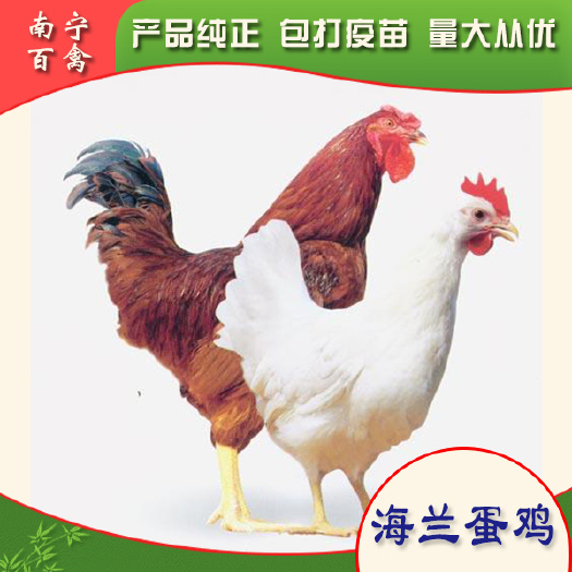 南宁海兰灰蛋鸡苗 ，蛋鸡精品，打好疫苗，提供技术，代办托运