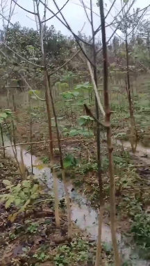 毛叶山桐子苗 毛叶山桐子树苗