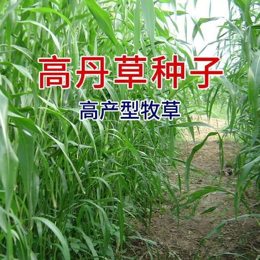  高丹草种子养殖牧草种籽畜牧多年生牧草牛羊饲料喂牛饲料草种