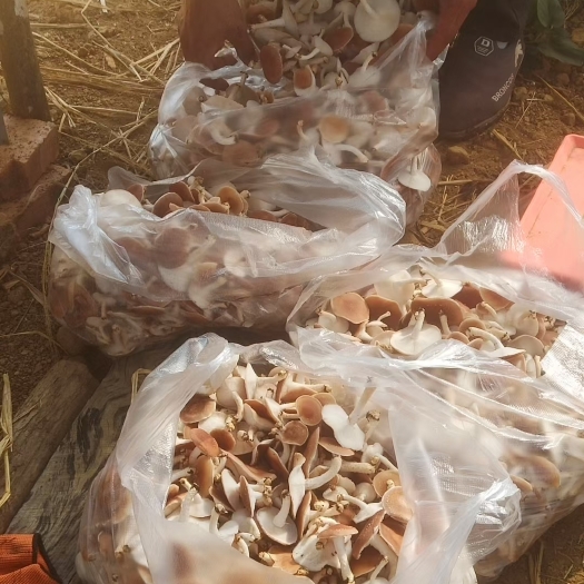 腾冲市椴木菇   云南腾冲高黎贡山香蕈（香青菇）