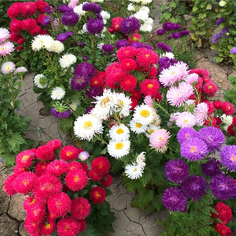 沭阳县翠菊种子矮杆四季种植重瓣菊花种子阳台庭院盆栽易活花草花卉种