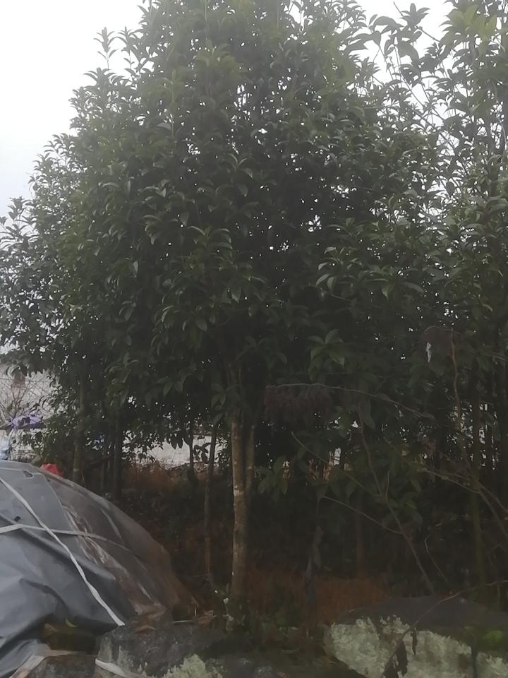 金桂产地批发诚信经营，全国发货 自产自销，苗圃直供，桂花