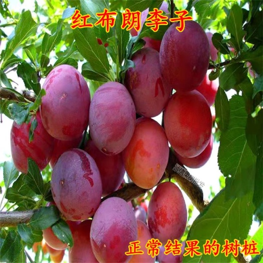 平邑县红布林苗 红布朗李子树苗脆甜李子树苗直径3到6厘米