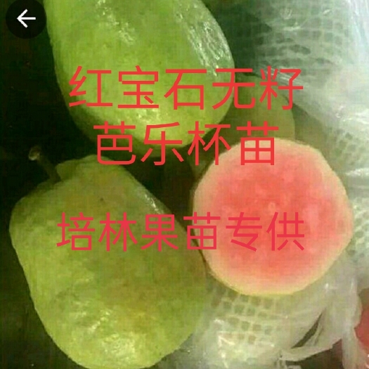 普宁市番石榴苗  红宝石少籽芭乐苗  红宝石从少籽到无籽脆甜可口，