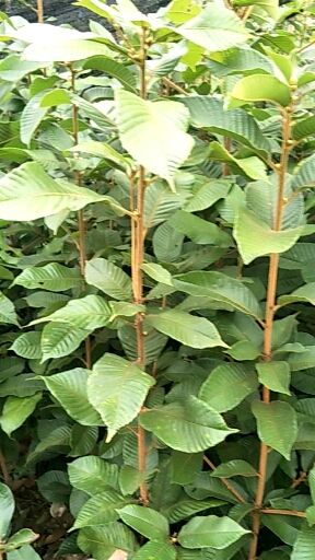 佛冈县不出根，移植时不伤根，根糸全生长在营养袋里的大叶风流果苗。
