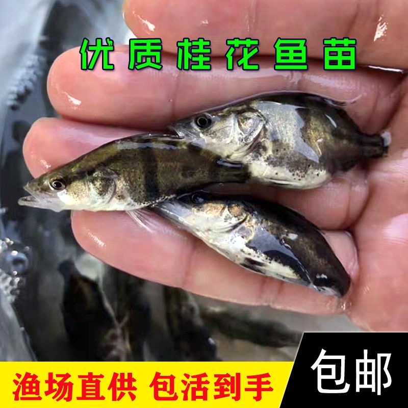 桂鱼苗  鳜鱼苗 翘嘴鳜鱼苗 淡水 养殖 桂花鱼苗 渔场直供