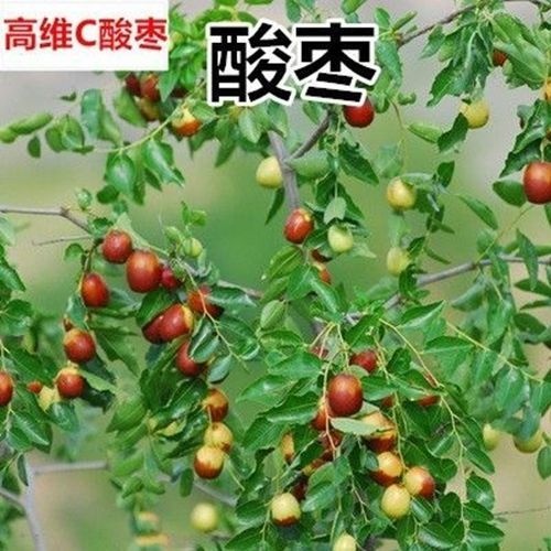 平邑县酸枣苗 酸枣树苗嫁接苗结果活苗南北方盆栽当年特大地栽种植庭院