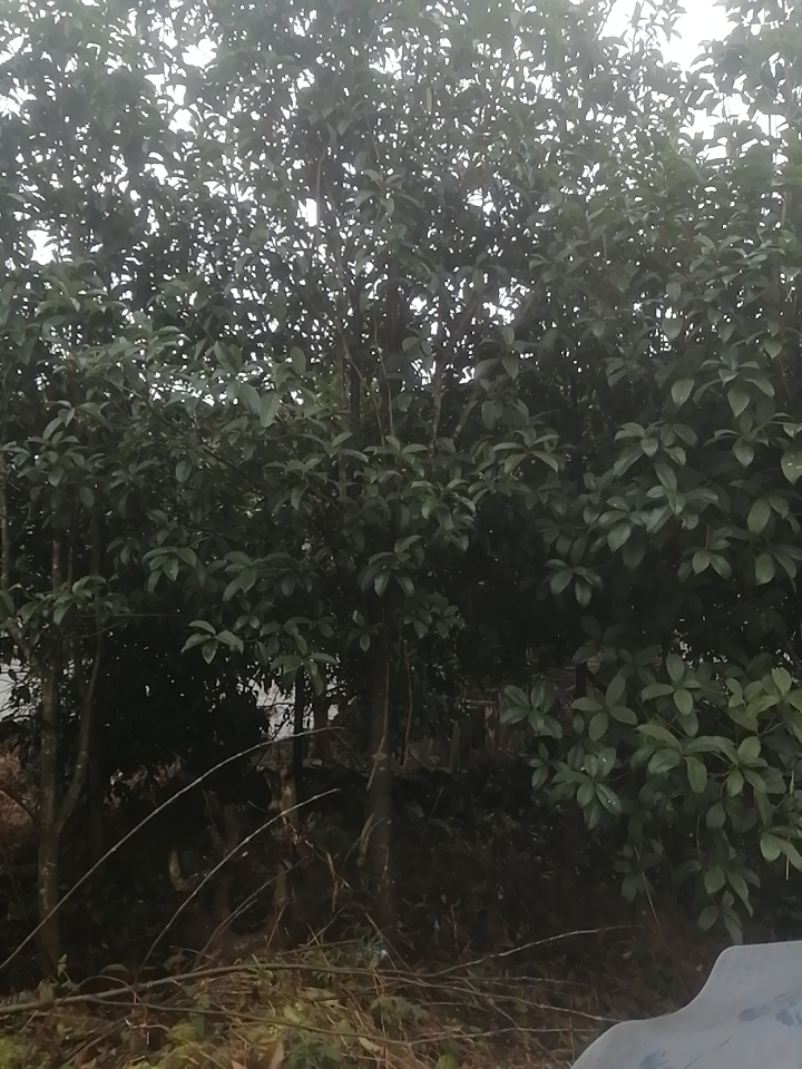 金桂产地批发诚信经营，全国发货 自产自销，苗圃直供，桂花