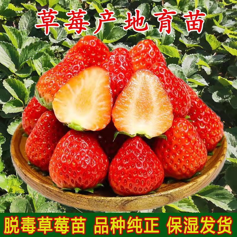 红颜草莓苗 地栽大棚种植苗新品种脱毒二代果实大香甜 适应性强