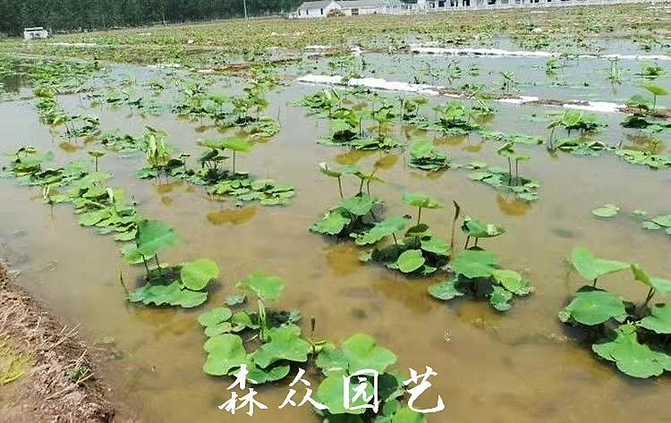 白莲藕苗 藕苗连藕苗高产食用藕苗浅水藕深水藕苗粉藕脆藕苗