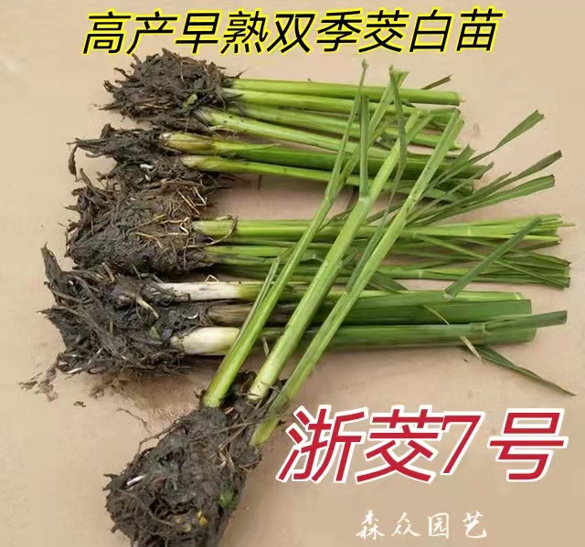 茭白种苗早熟高产双季茭白苗浙江6号浙茭7号茭瓜苗高瓜苗茭笋