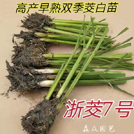 沭阳县茭白种苗早熟高产双季茭白苗浙江6号浙茭7号茭瓜苗高瓜苗茭笋