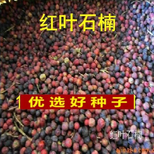  红叶石楠种子彩叶道路庭院小区绿化多年生观叶四季高杆春季树种籽
