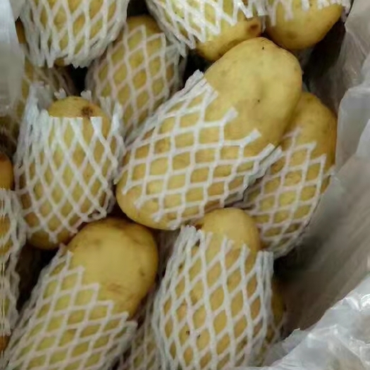 莒县冷库黄心土豆大量出售