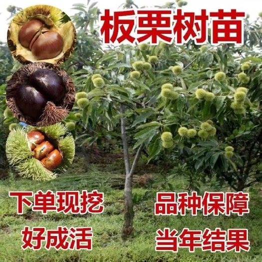 平邑县 板栗树苗嫁接迁西大红袍板栗树苗当年结果特大南方北方抗寒冻不死
