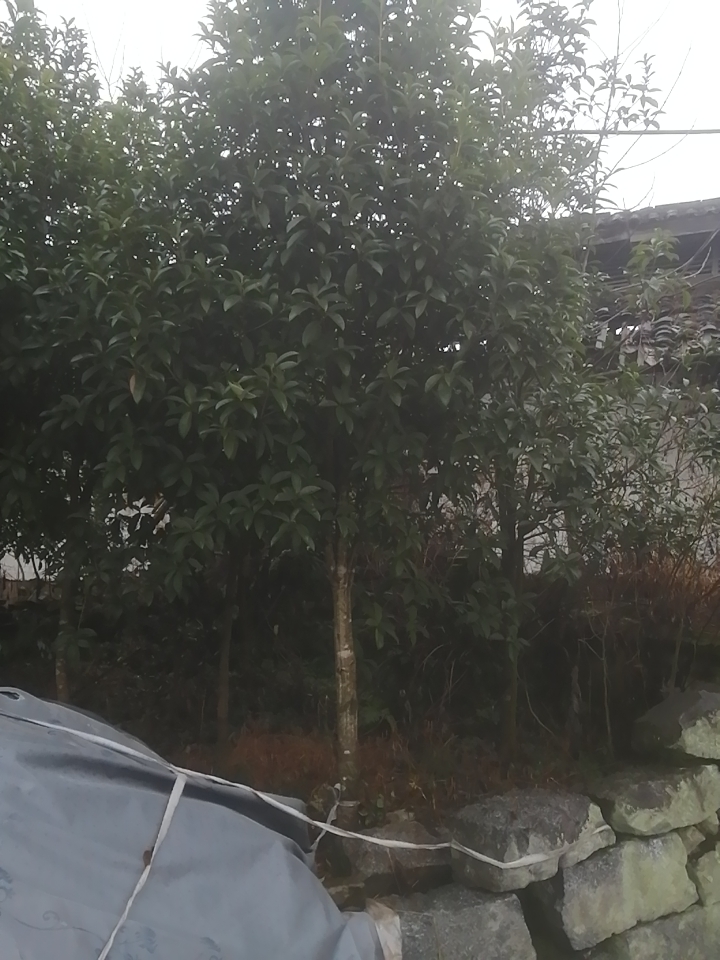 金桂产地批发诚信经营，全国发货 自产自销，苗圃直供，桂花