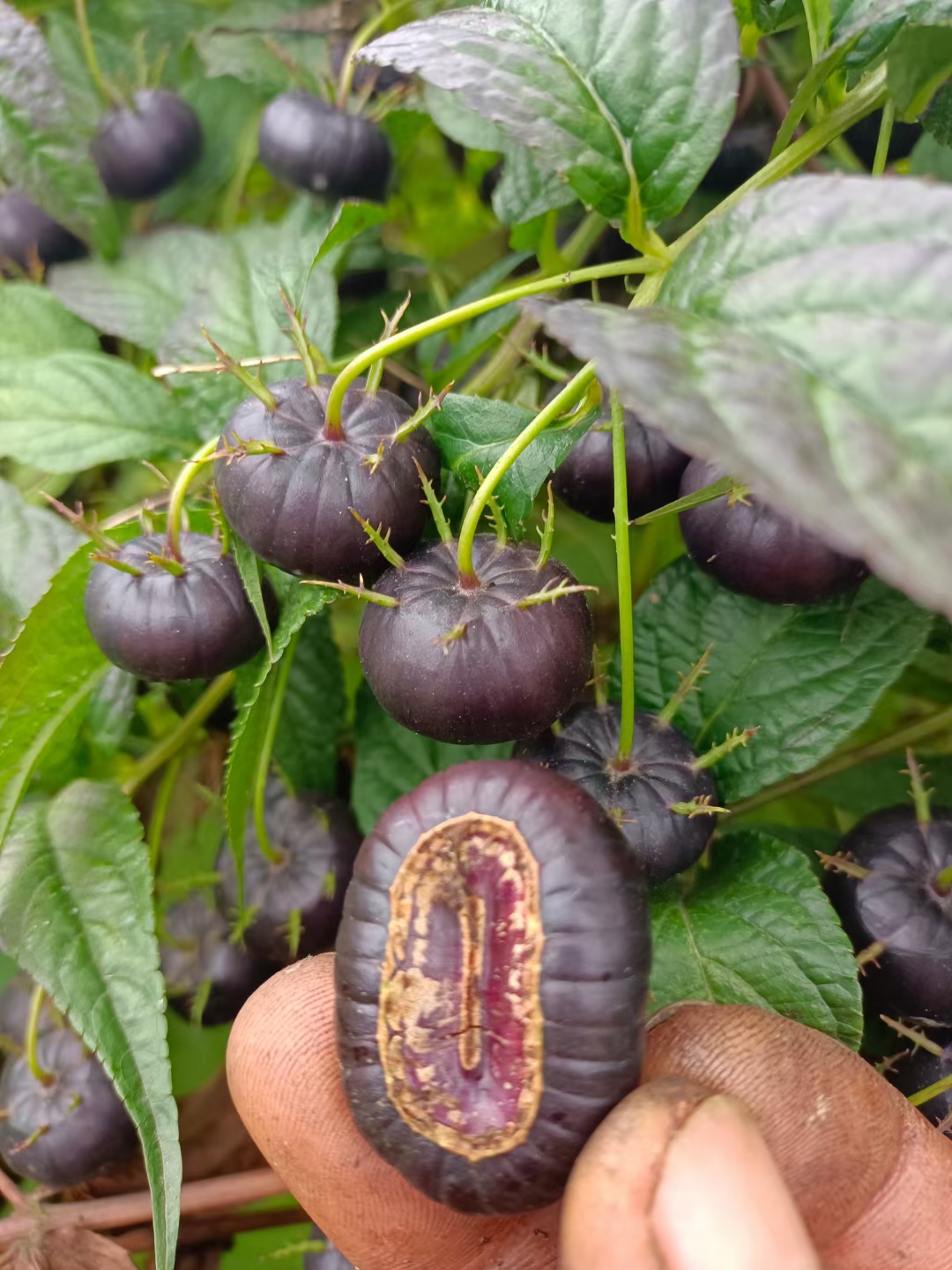 山荸荠红果参蜘蛛果种植鲜果批发