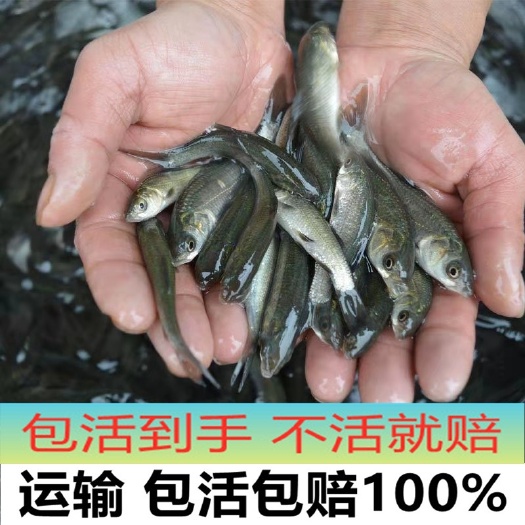 广州青鱼苗大青鱼鱼苗螺丝青鱼苗黒魭鱼灰草鱼乌鲩鱼淡水养殖活体螺蛳
