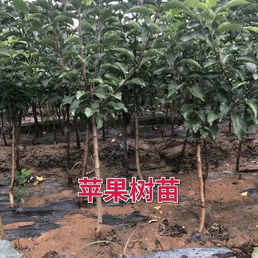 平邑县魔笛苹果苗 维纳斯黄金苹果苗新品种苹果树苗盆栽地栽南北方种植当年结果树苗