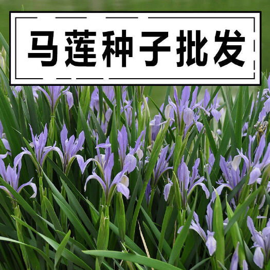沭阳县 马莲种子 马兰花种子多年生地被宿根花草耐旱耐盐碱绿化植物苗