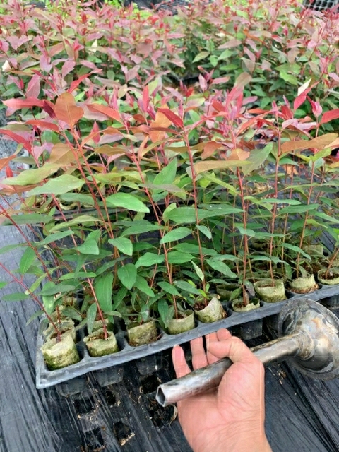 富川县 桉树轻质组培苗，广9，29大量出售轻杯桉树苗