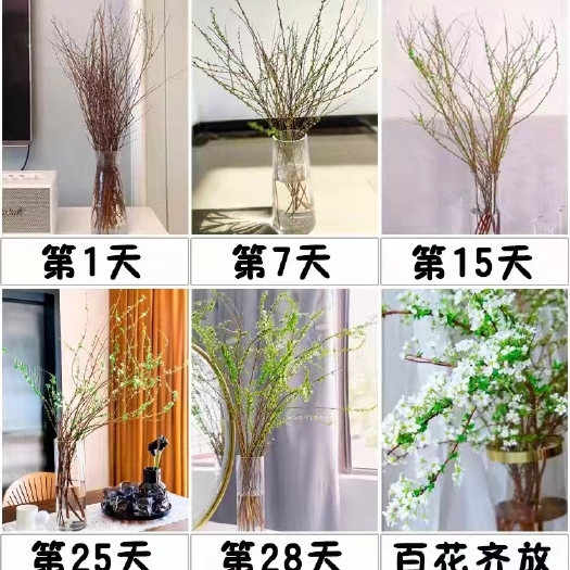 铁岭 雪柳干枝