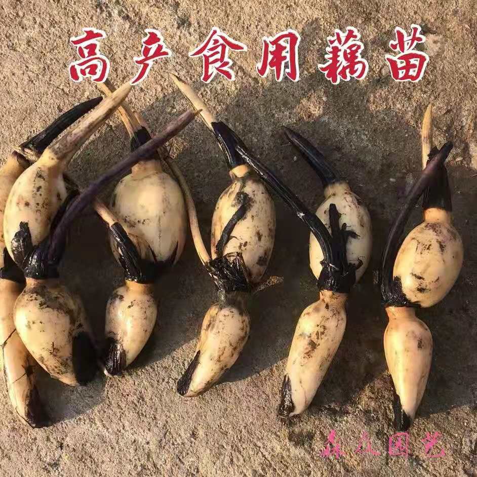 白莲藕苗 藕苗连藕苗高产食用藕苗浅水藕深水藕苗粉藕脆藕苗