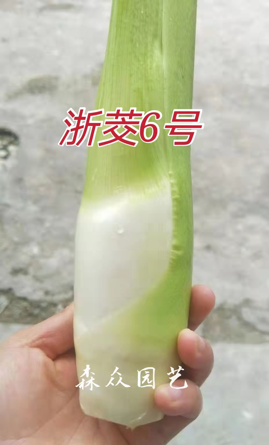 茭白种苗早熟高产双季茭白苗浙江6号浙茭7号茭瓜苗高瓜苗茭笋